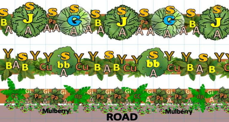 Syntropic planting diagram